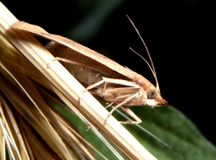 Farfalla e altri insetti